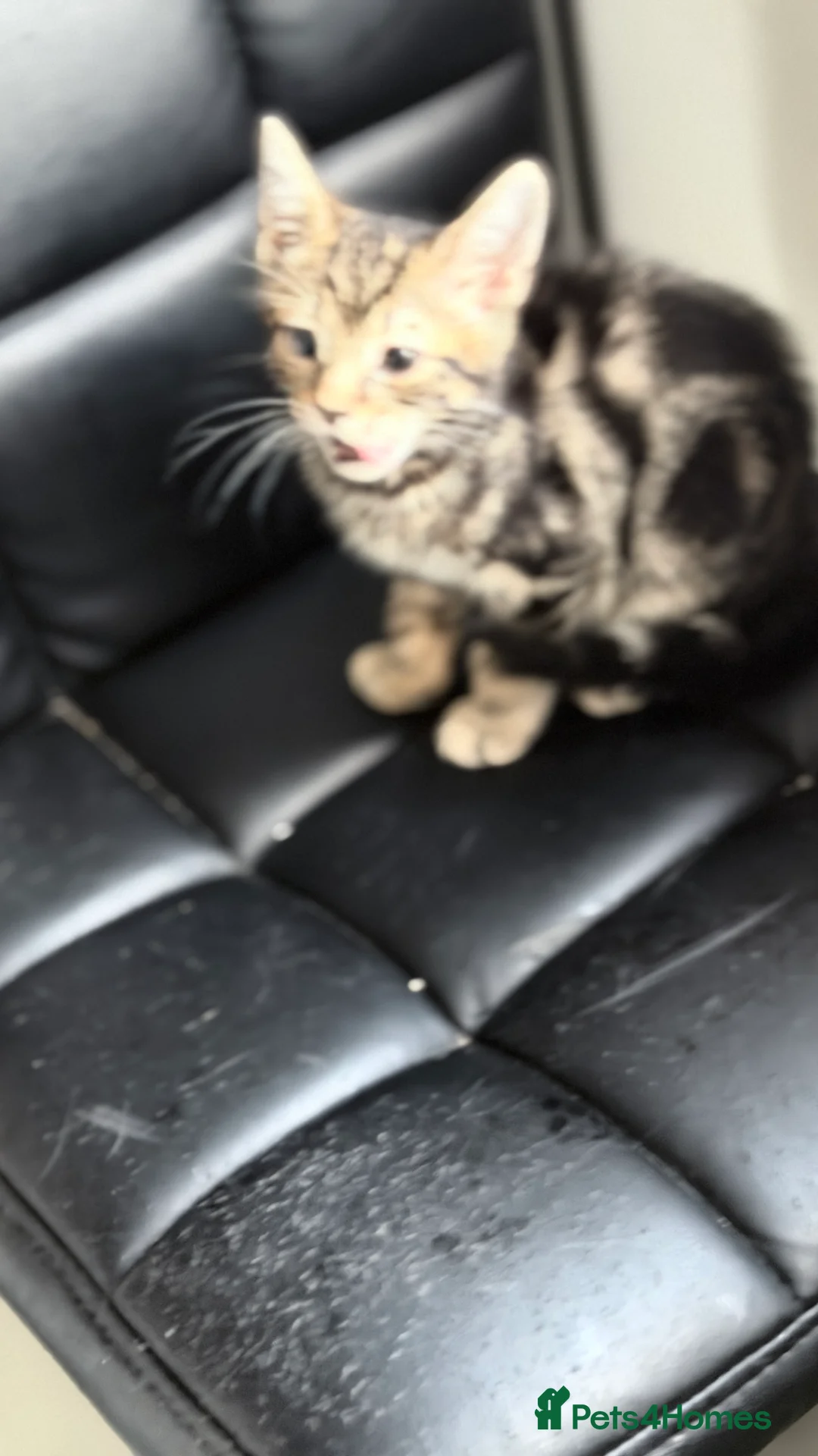 Domestic Shorthair cats for sale: Domestic Shorthair Tabby - Advert 2