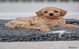 Poochon dogs for sale: Beautiful Poochon Puppies  in Carmarthen - Image 4