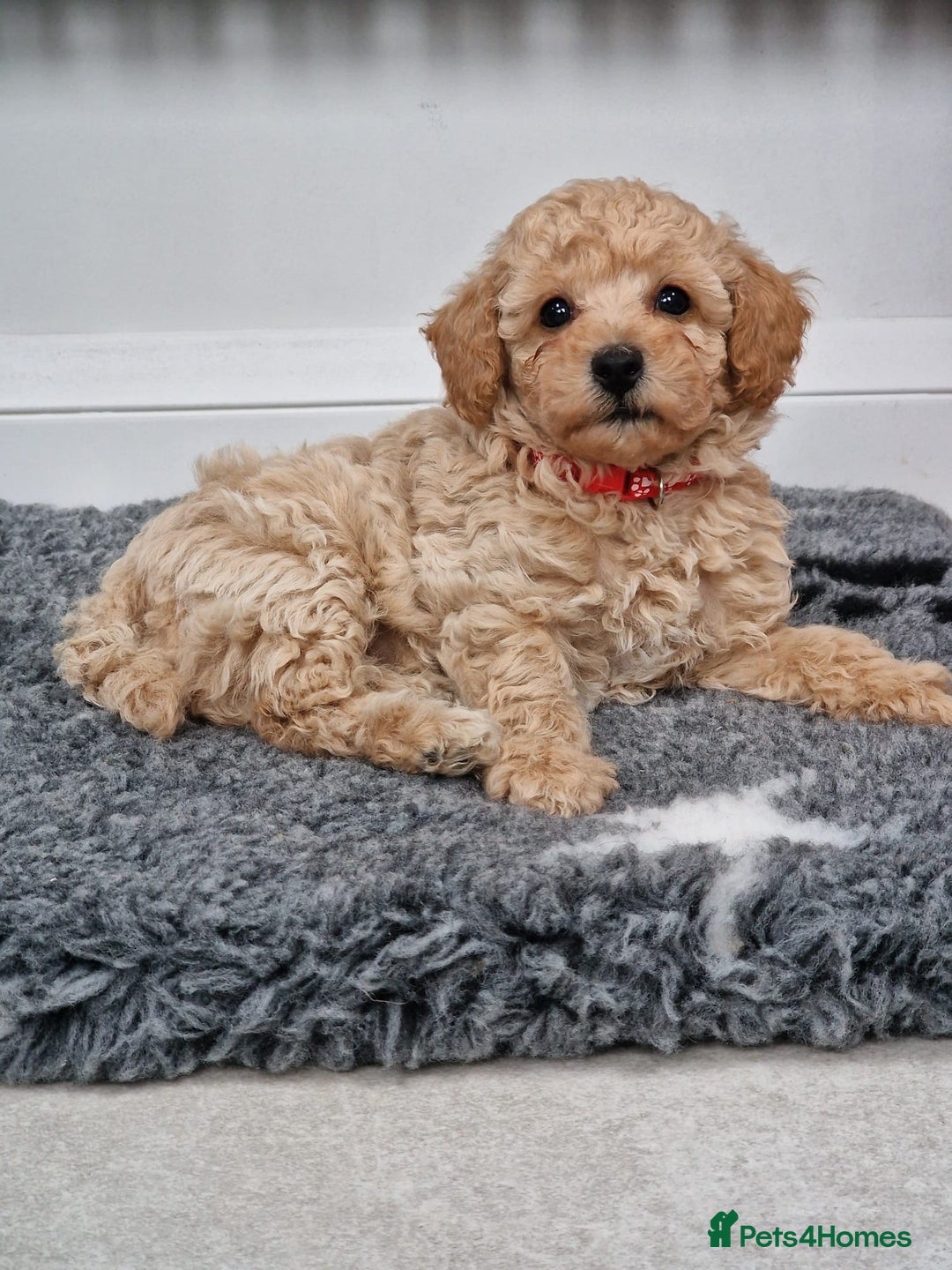 Poochon dogs for sale: Beautiful Poochon Puppies  in Carmarthen - Image 4