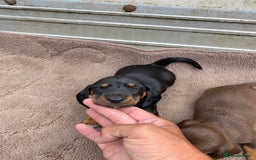Dachshund dogs for sale: Dachshund  - Image 4