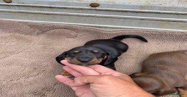 Dachshund dogs - Advert 3