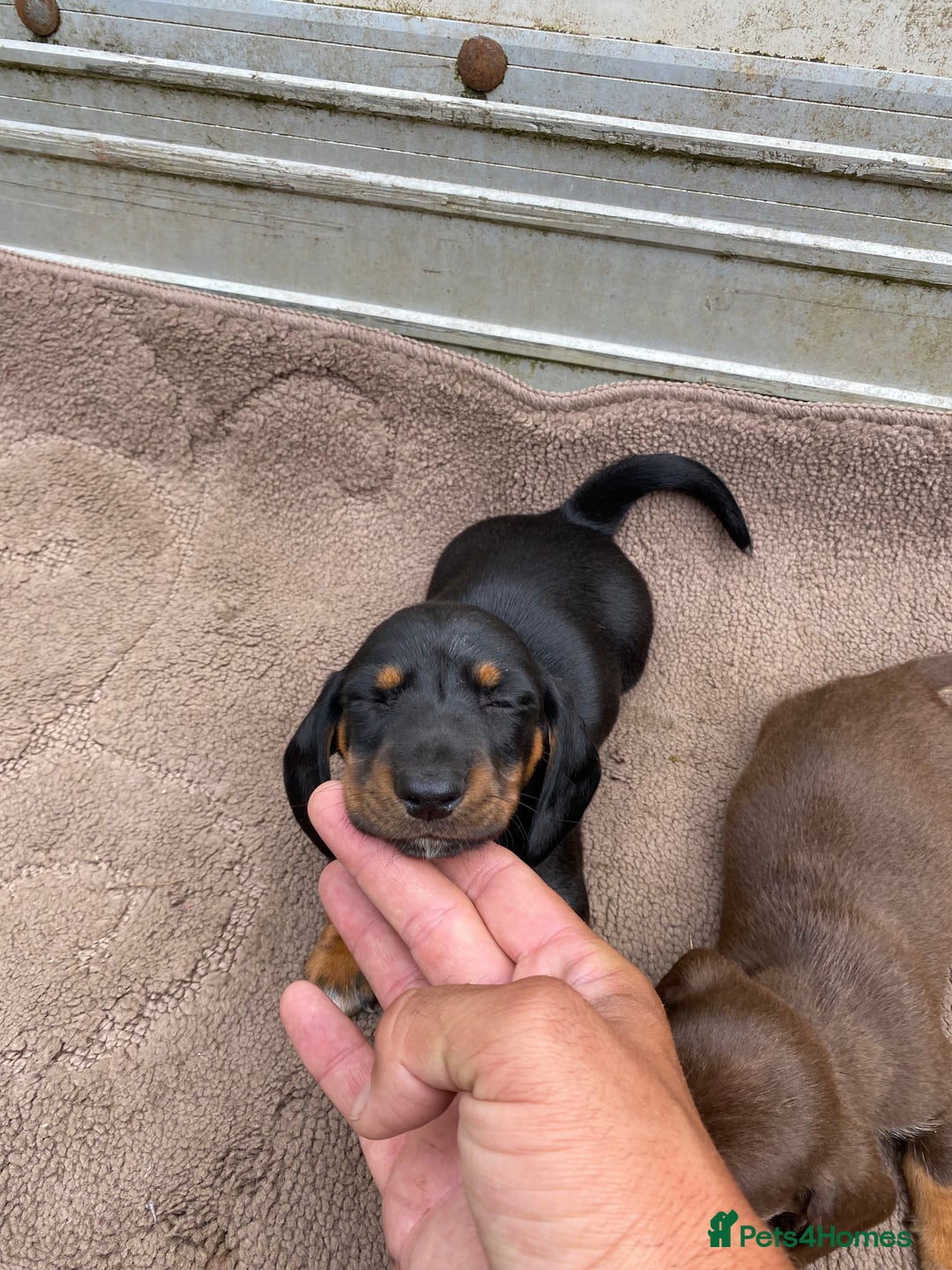 Dachshund dogs for sale: Dachshund  - Image 4