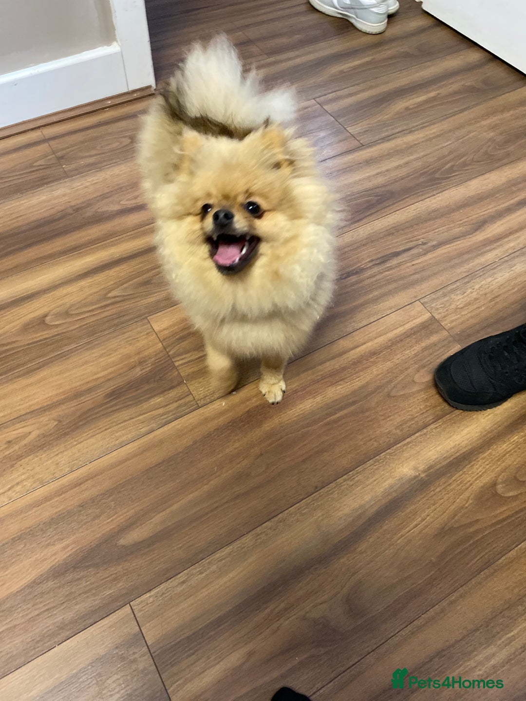 Pomeranian dogs for sale: Cute Pomeranian Puppy Looking for Loving Family - Advert 2