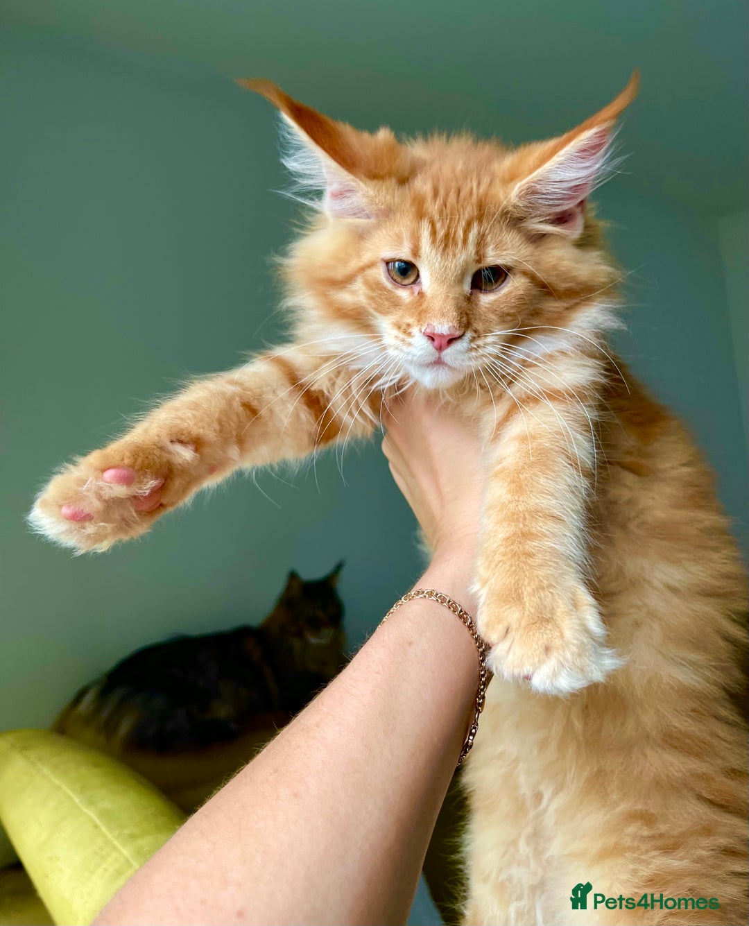 Maine Coon cats for sale: Maine Coon XXXL - Advert 13