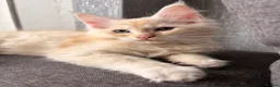 Maine Coon cats for sale: Sweet teddy bears. 🧸 🐈‍⬛ - Advert 5