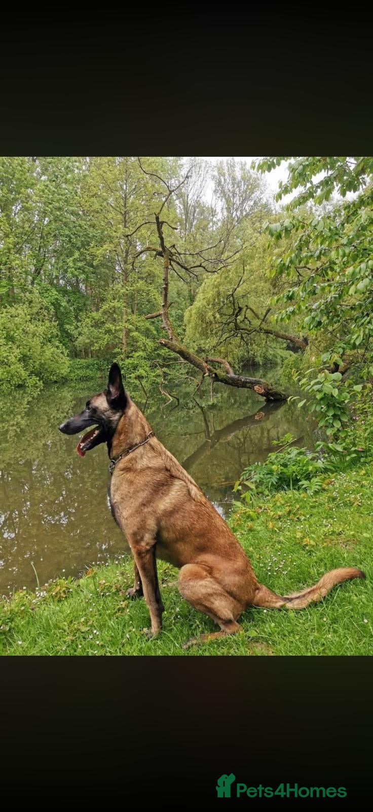 Belgian Shepherd Dog dogs Belgian malanois Shepard k9 - Advert 7