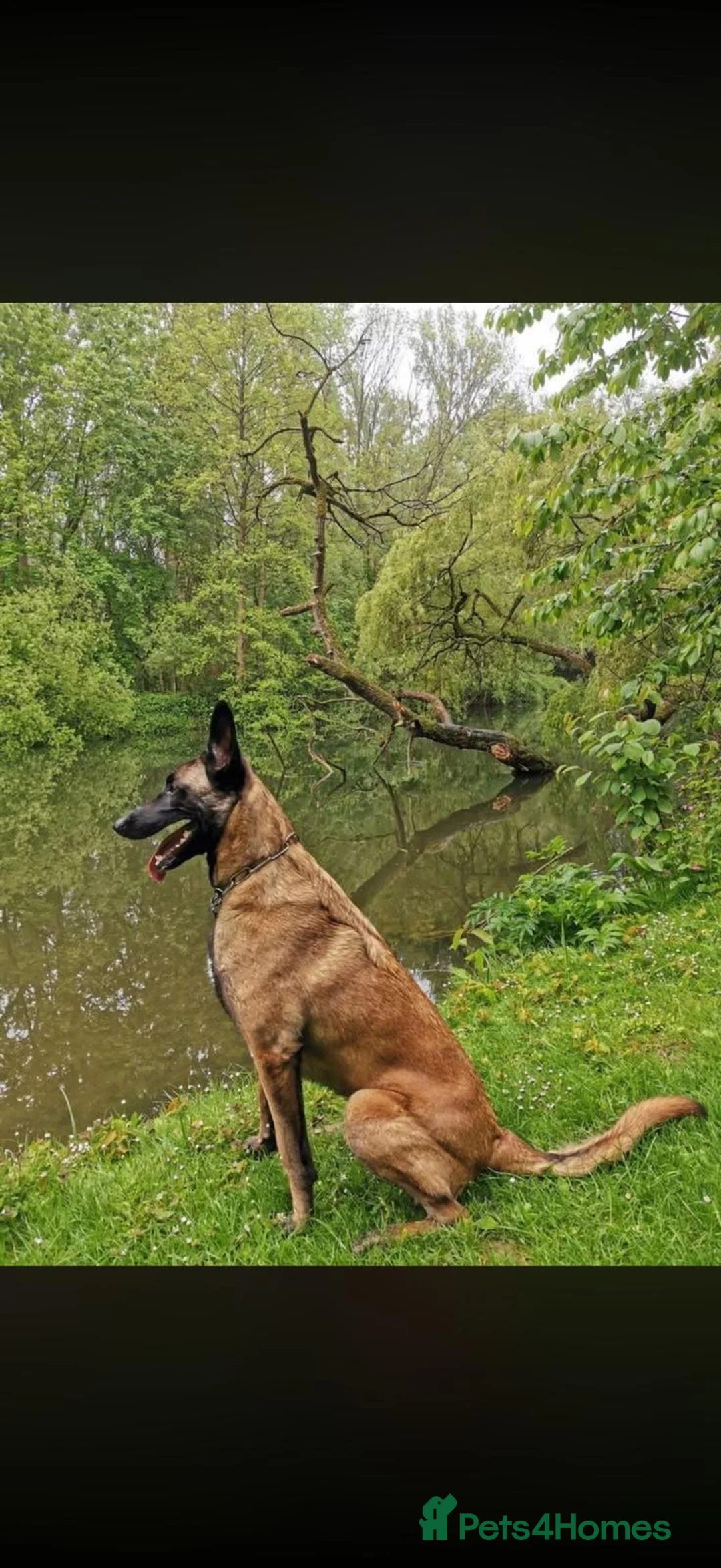 Belgian Shepherd Dog dogs for sale: Belgian malanois Shepard k9 in Birmingham - Advert 1