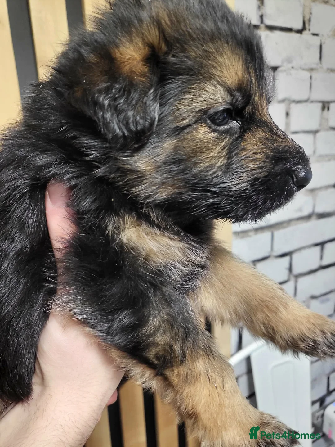 German Shepherd dogs for sale: German Shepherd/Alsatian puppies - Advert 11