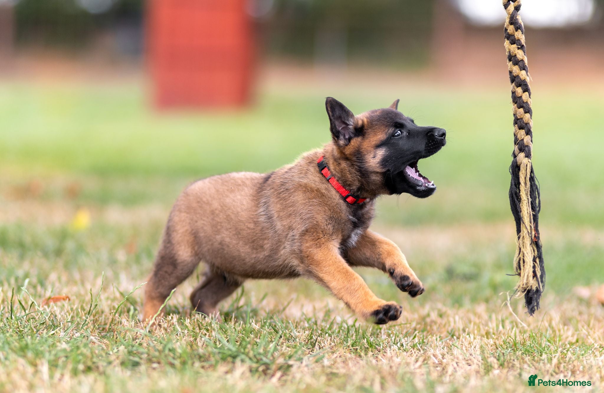 Belgian Shepherd Dog dogs KC registered NVBK line dog pup. - Advert 1