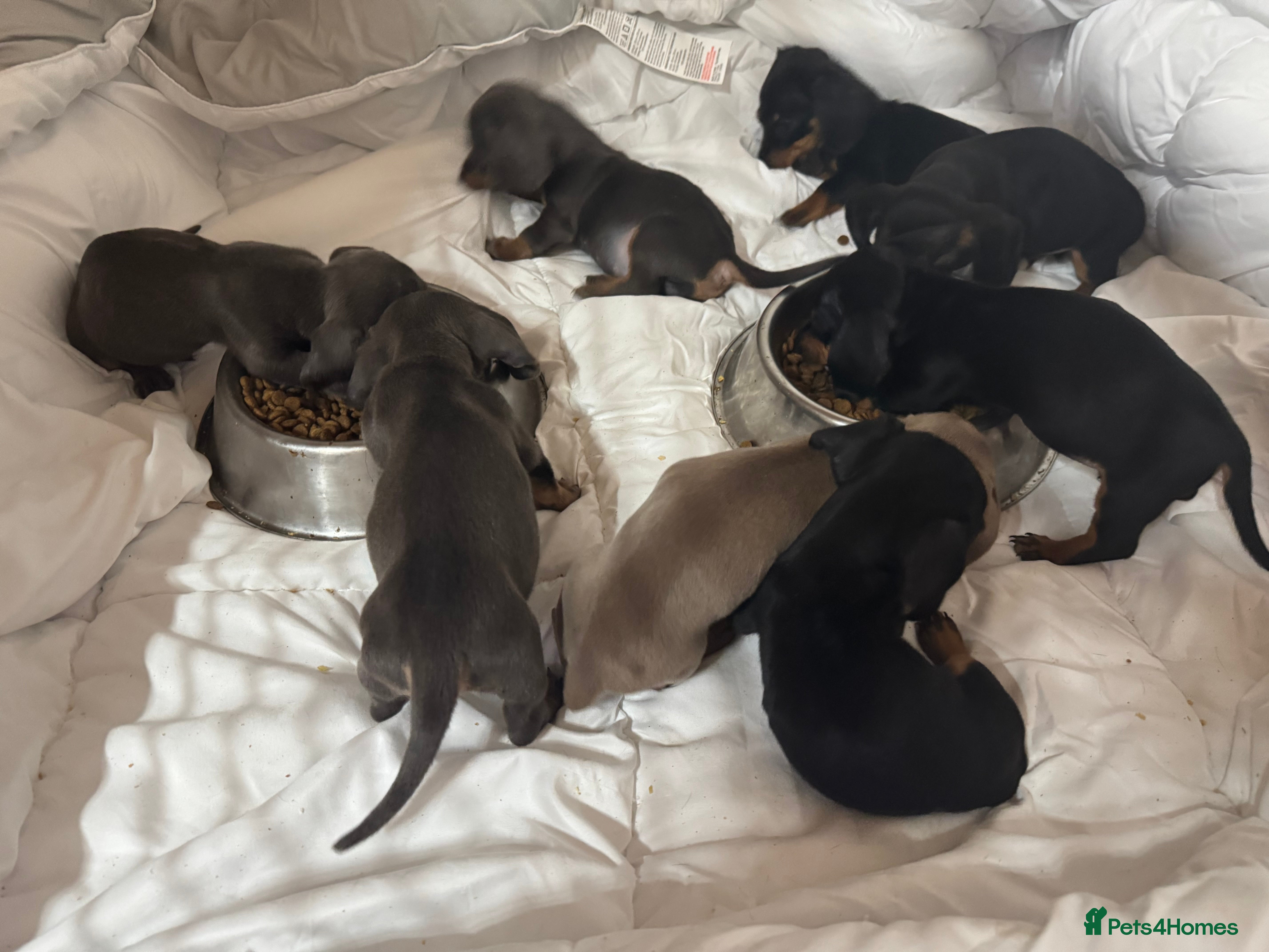 Dachshund dogs DACHSHUND PUPPIES  - Advert 2