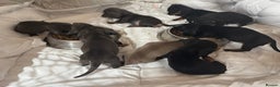 Dachshund dogs for sale: DACHSHUND PUPPIES  - Advert 1
