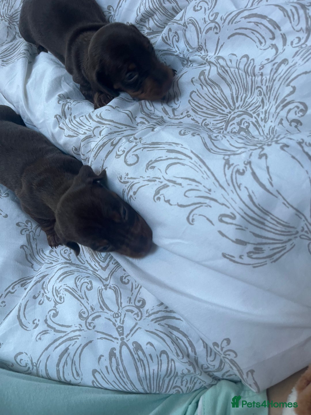 Miniature Dachshund dogs for sale: miniature dachshunds - Advert 3