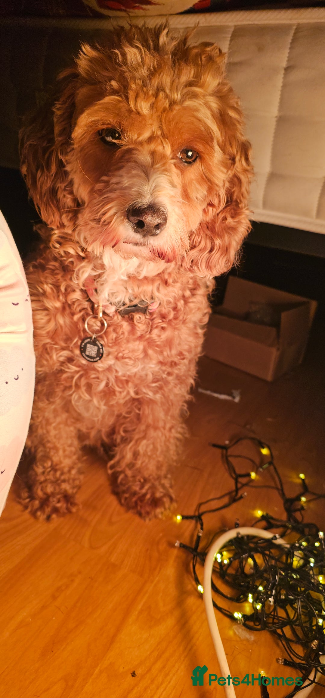 Cavapoo dogs for sale: Gorgeous Cavapoo Puppies  - Advert 1