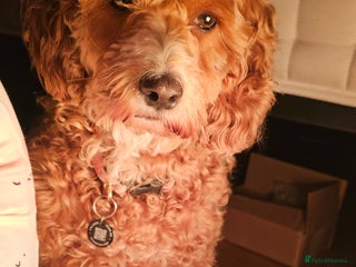 Cavapoo dogs Gorgeous Cavapoo Puppies - Advert 12