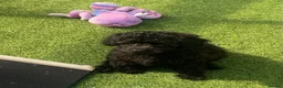 Cavapoo dogs for sale: 1 stunning girl F1b toy-Cavapoo DNA Tested lines  - Advert 9
