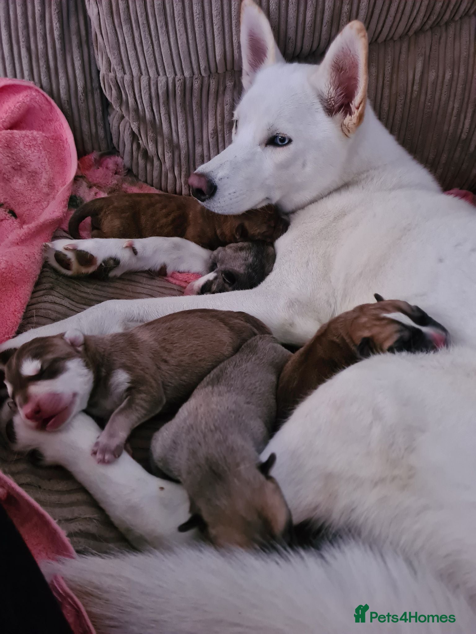 Mixed Breed dogs Husky x Staffy/Mastiff  - Advert 4
