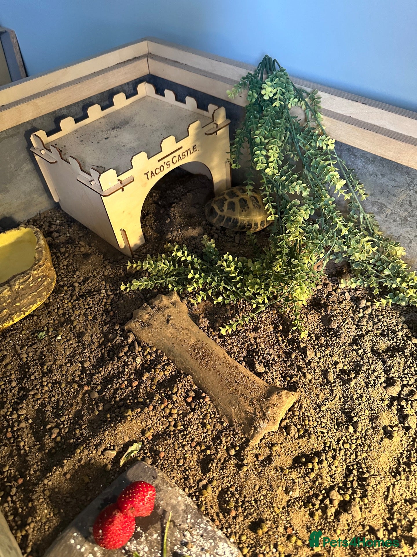 Tortoise reptiles Taco – 6-Year-Old Horsfield Tortoise 🐢 - Advert 1