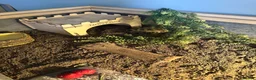 Tortoise reptiles for sale: Taco – 6-Year-Old Horsfield Tortoise 🐢 in Brighouse - Advert 1