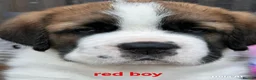 Saint Bernard dogs for sale: 5 stunning male St Bernard puppies in Rotherham - Advert 9