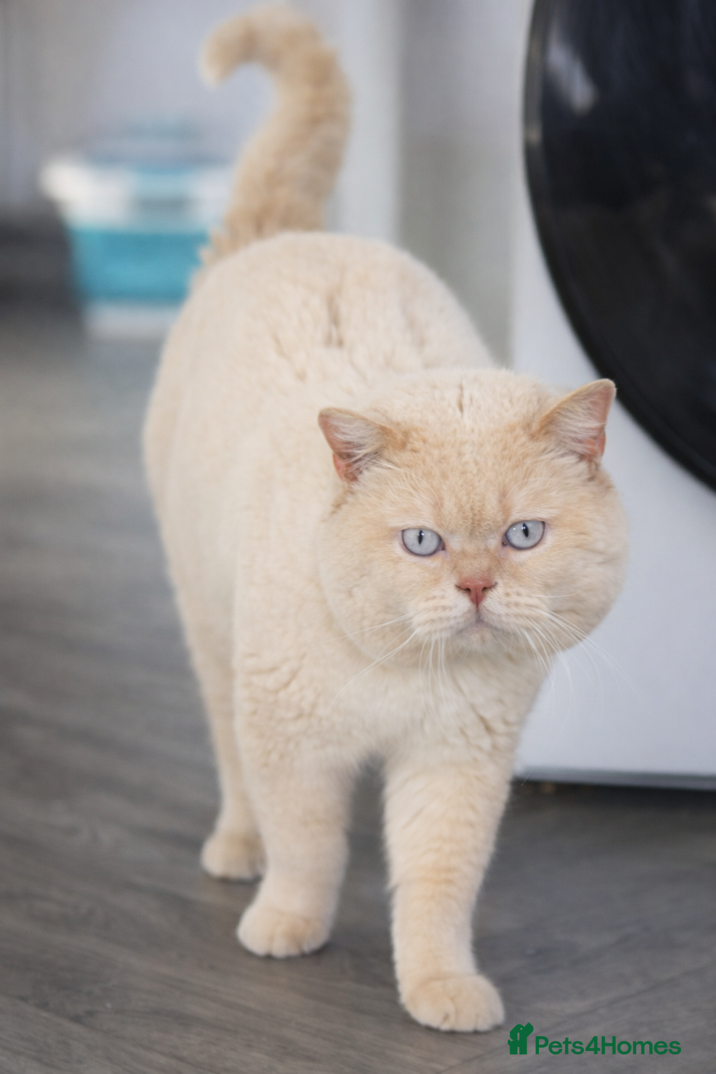 British Shorthair cats Cream of la crop! Blood group B. GCCF/TICA reg  - Advert 20