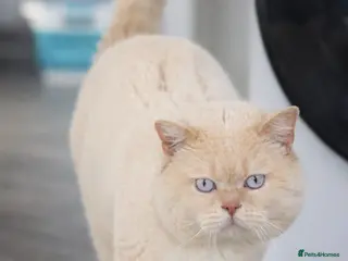 British Shorthair cats Cream of la crop! Blood group B. GCCF/TICA reg - Advert 20