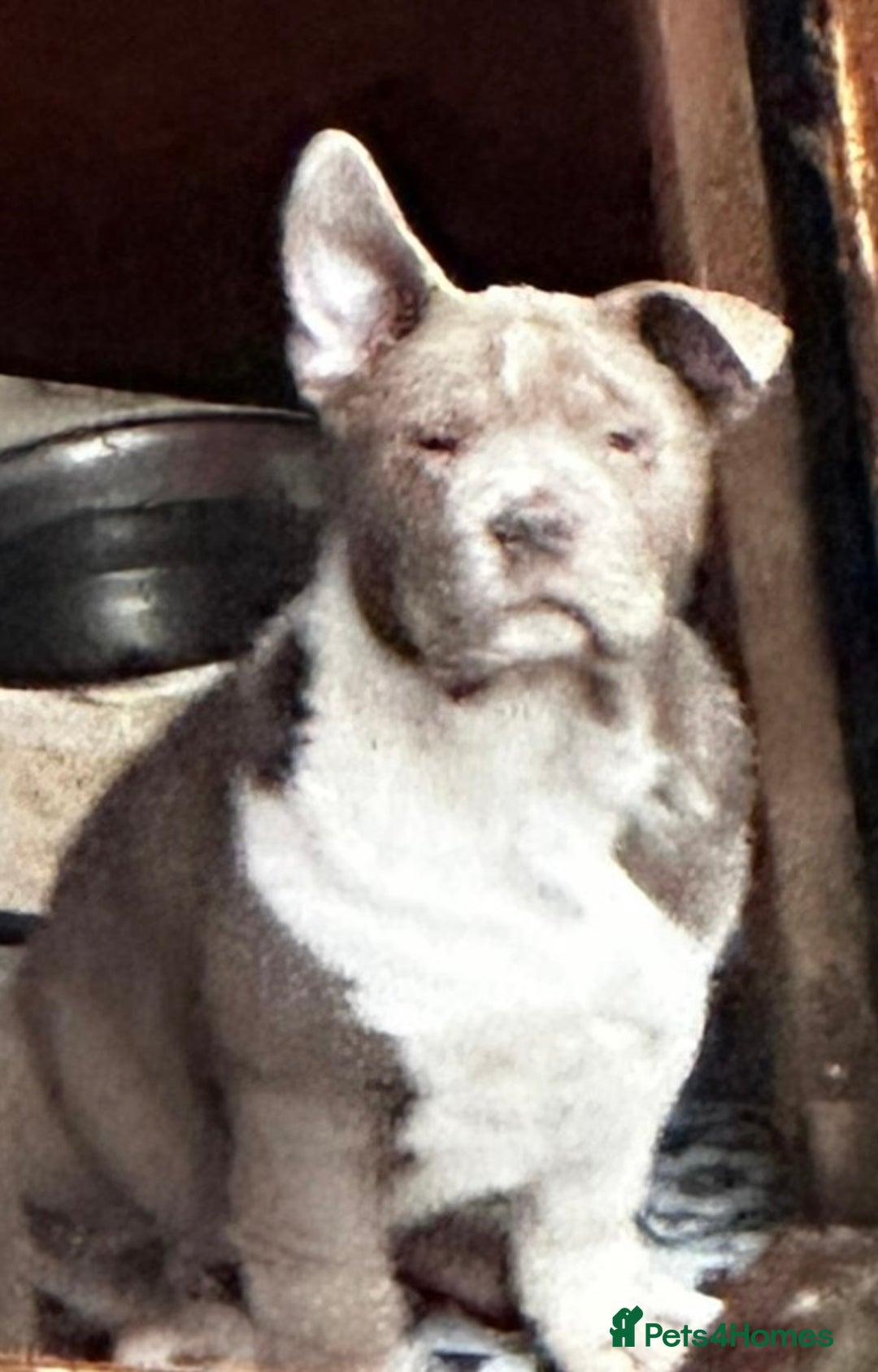 Mixed Breed dogs for sale: British bulldog cross chowpei puppies - Advert 6