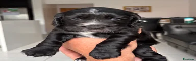 Cocker Spaniel 2