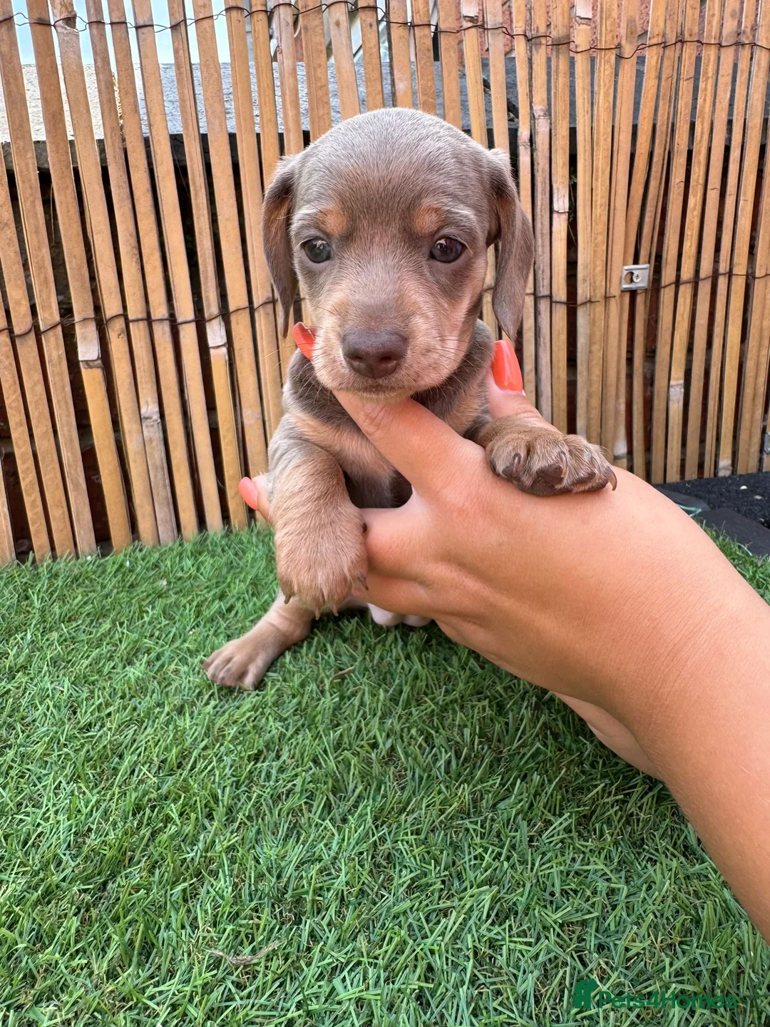Miniature Dachshund dogs for sale: 5 Beautiful Dachshund Puppies - Advert 11