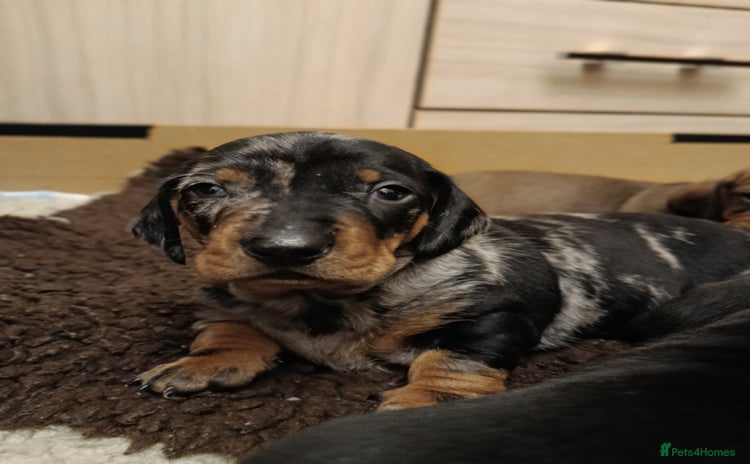 Dachshund dogs Champions Line Standard Dachshund - Advert 8