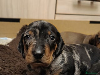 Dachshund dogs Champions Line Standard Dachshund - Advert 3