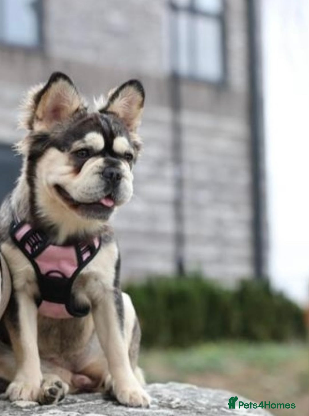 French Bulldog dogs for sale: KC reg+4 panel health+DNA EA Husky Female pup - Advert 10