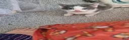 Ragdoll cats for sale: Half ragdoll kittens - Advert 32