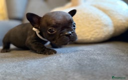 French Bulldog dogs for sale: ✨Stunning Pedigree French Bulldog Puppies✨ - Advert 37