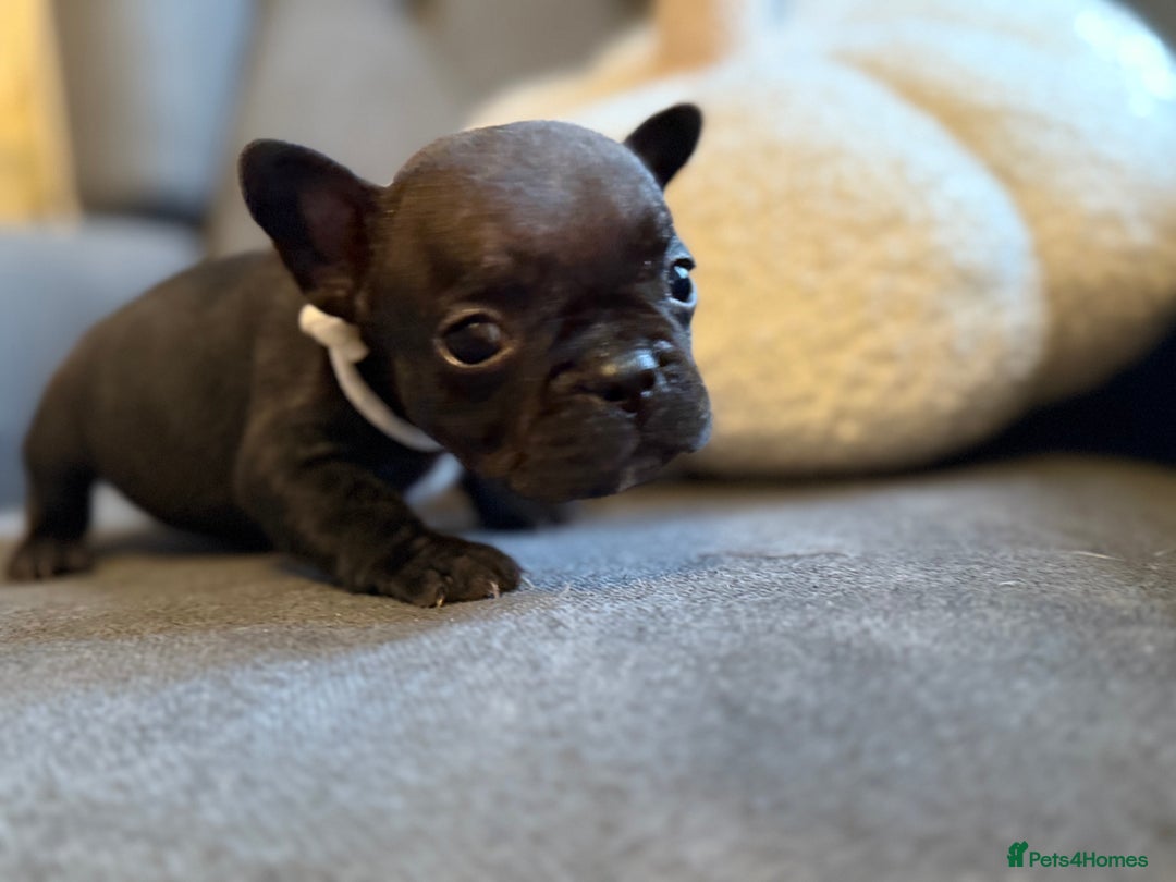 French Bulldog dogs for sale: ✨Stunning Pedigree French Bulldog Puppies✨ - Advert 37
