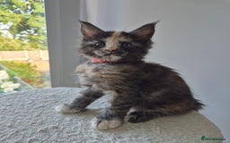 Maine Coon cats for sale: 6 TICA-Registered Maine Coon Kittens Available - Image 14
