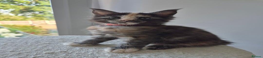 Maine Coon Kitten 5