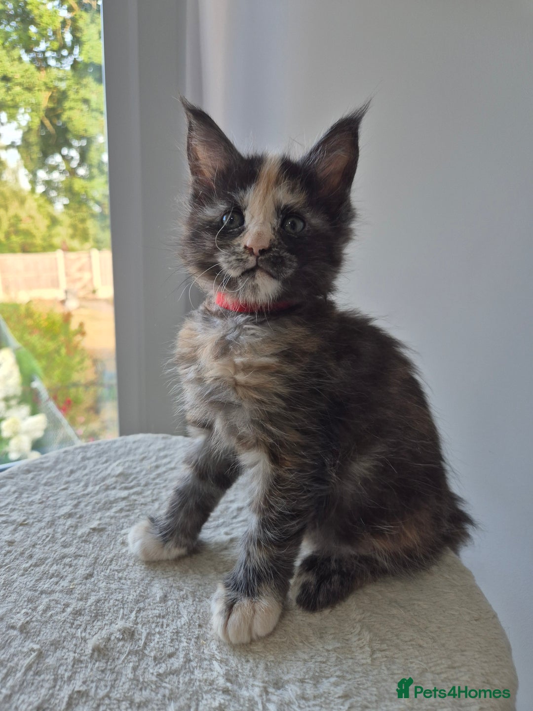 Maine Coon cats for sale: 6 TICA-Registered Maine Coon Kittens Available - Image 14