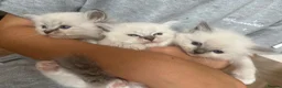 Ragdoll cats for sale: Ragdoll kittens pedigree  in Ellesmere Port - Advert 11