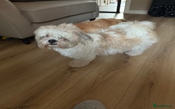Lhasapoo dogs for sale: F2 Lhasapoo puppies - Image 14
