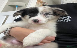 Border Collie dogs for sale: Stunning litter of blue merle border collies - Image 11
