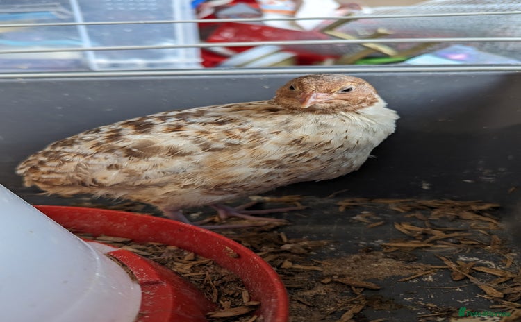 Quail poultry - Advert 1