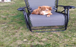 Cavachon dogs for sale: Golden Female cavachon  - Advert 3