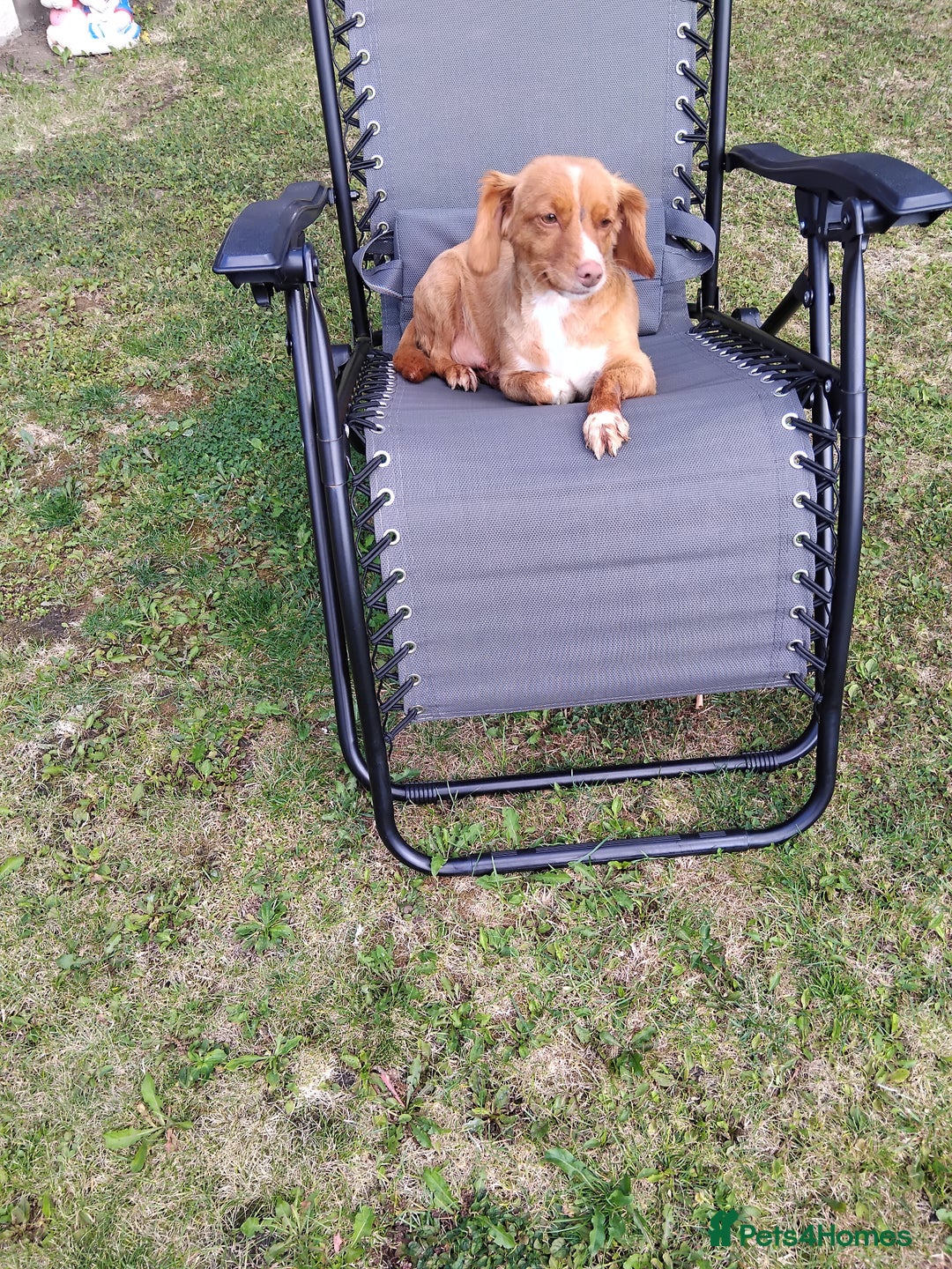 Cavachon dogs for sale: Golden Female cavachon  - Advert 3