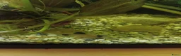 Other/Mixed Breed fish for sale: Mixed fish see description rehome urgently - Advert 10