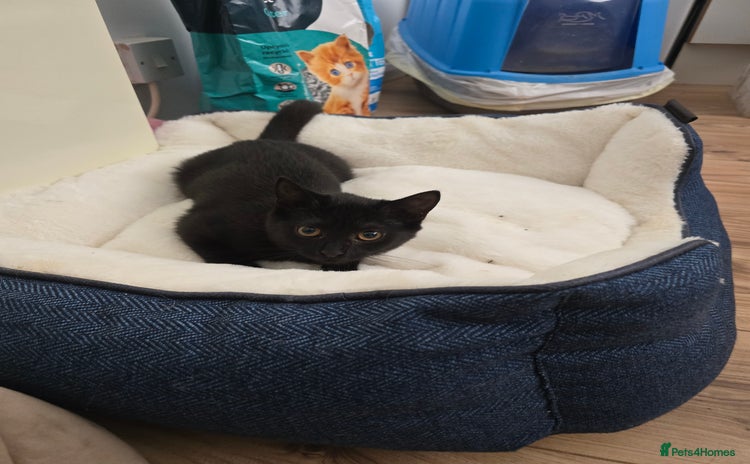 Mixed Breed cats - Advert 16