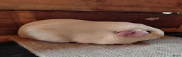 Guinea Pig rodents for sale: Guinea pigs  - Advert 6