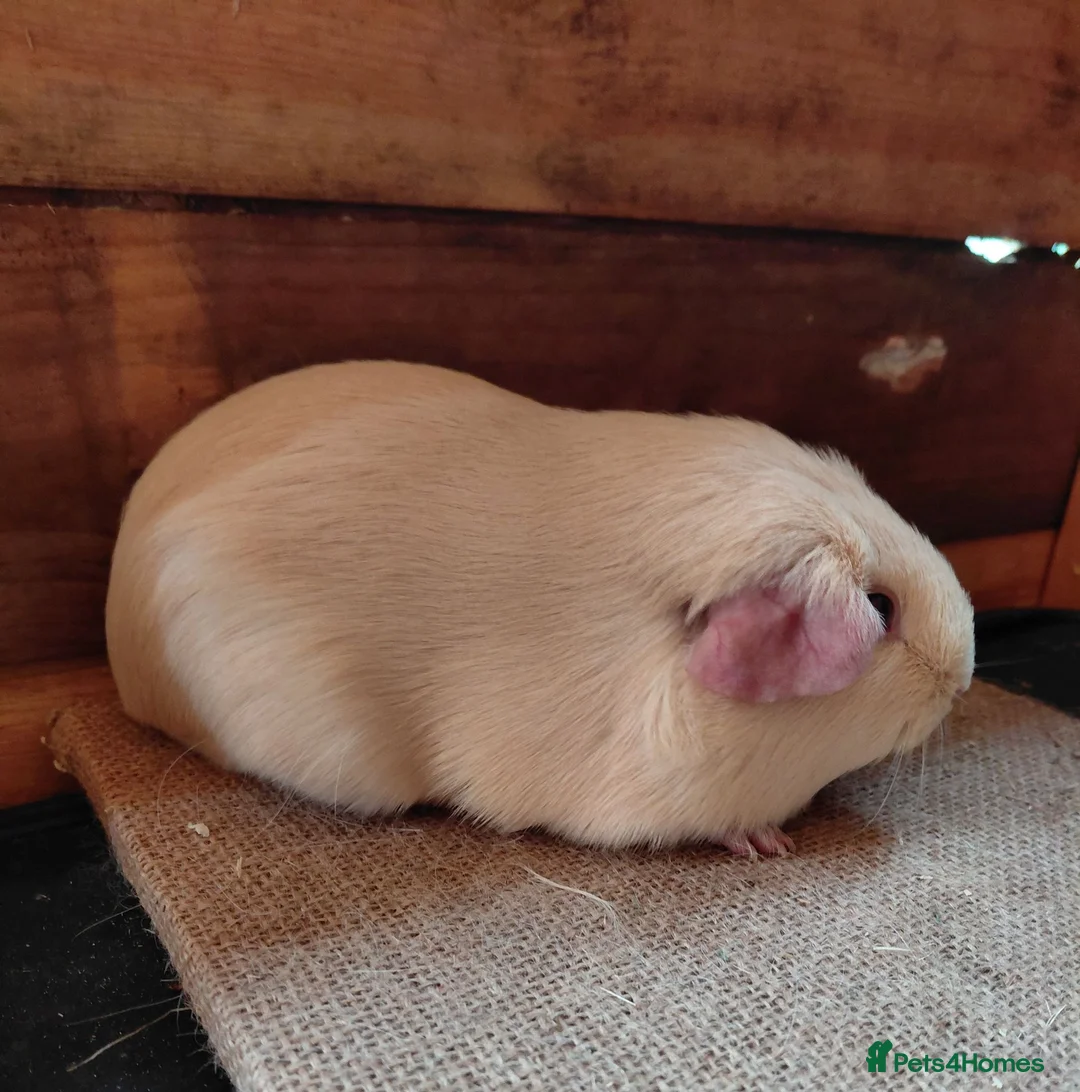 Guinea Pig rodents for sale: Guinea pigs  - Advert 6