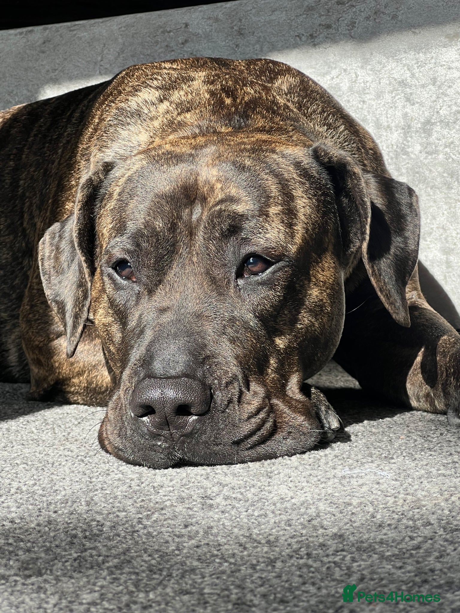 Presa Canario dogs Roxy 3yr old presa canario - Advert 9