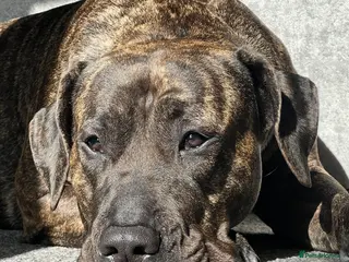 Presa Canario dogs Roxy 3yr old presa canario - Advert 13