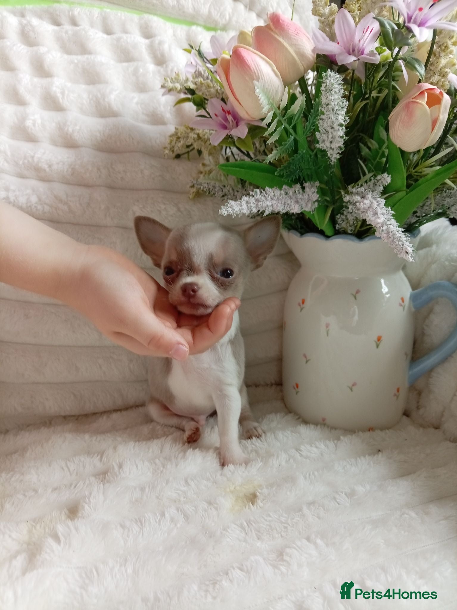 Chihuahua dogs Chihuahua puppies - Advert 8